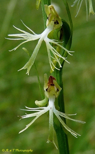 {Platanthera lacera}